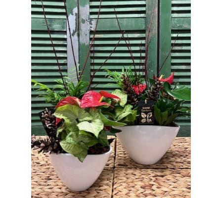 Seasonal Anthurium Delight