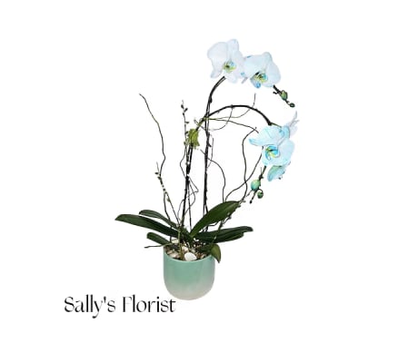 Sally Ocean Pearl Orchid