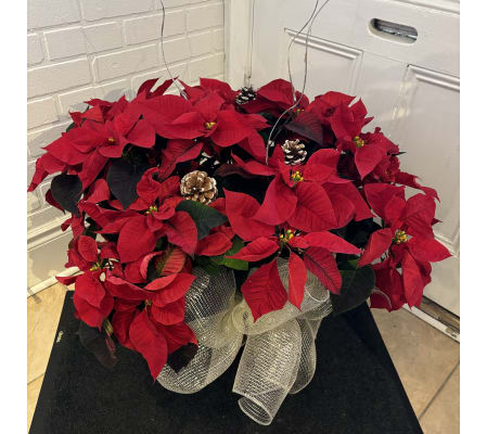 Extra Large Beautiful Poinsettia