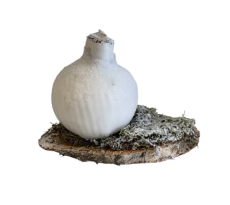 Snow-Kissed Amaryllis