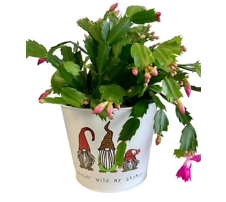 Hanging With My Gnomies - Christmas Cactus