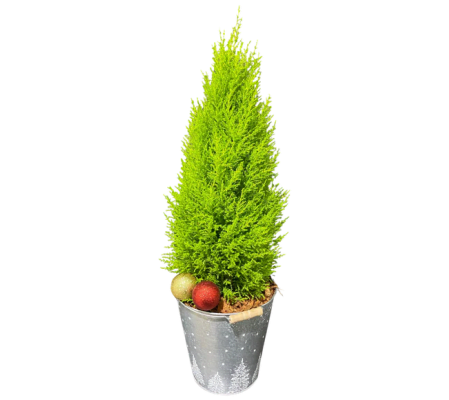 Holiday Cypress Glow Planter