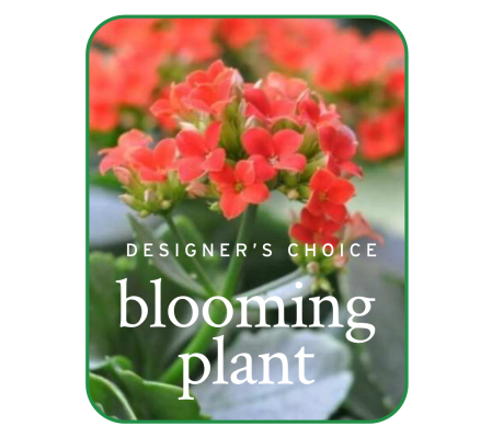 In-Season Blooming Plant