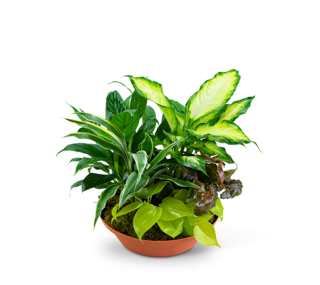 Tropics in Terracotta