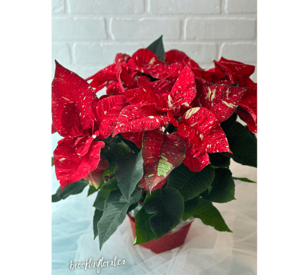 6” Candy Cane Poinsettia Plant