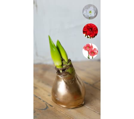 Waxed amaryllis gold bulbs