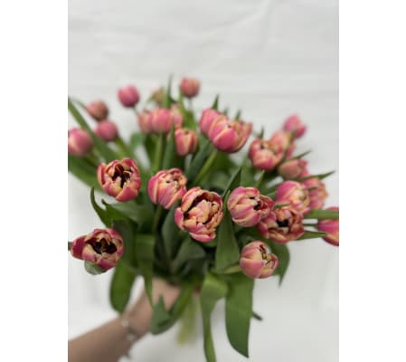 Columbus Double tulip (Pink)