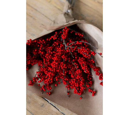 Red Ilex
