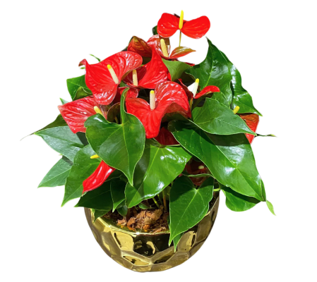 Boasting anthurium