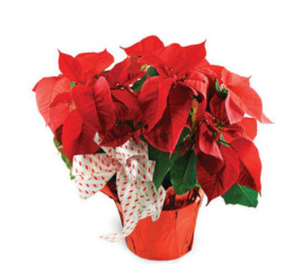 6 inch Poinsettia