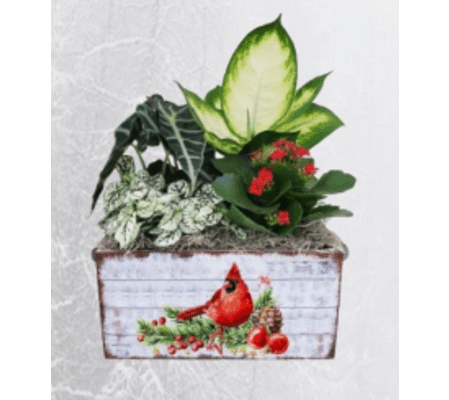 Cardinal Christmas Planter