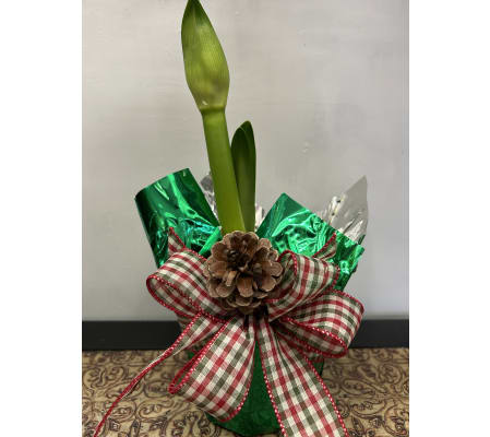 Amaryllis Plant