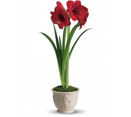 Teleflora's Merry Amaryllis