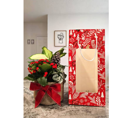 Holiday Plant + Gift Bag (Rudolph RED)