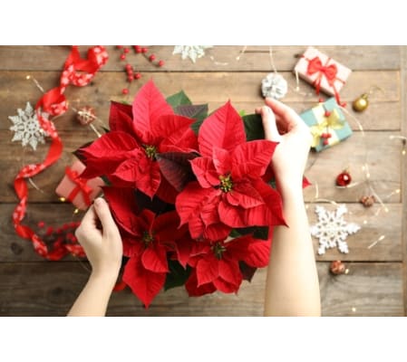 Poinsettia