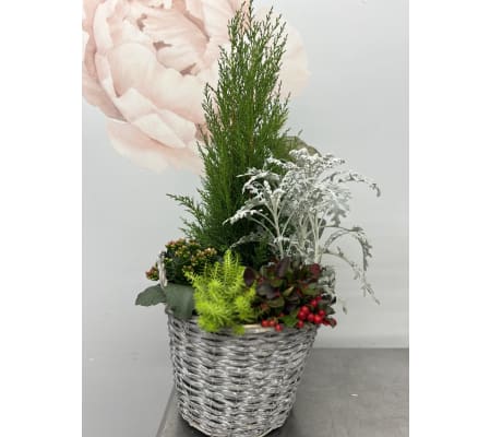 Winter Cypress Planter