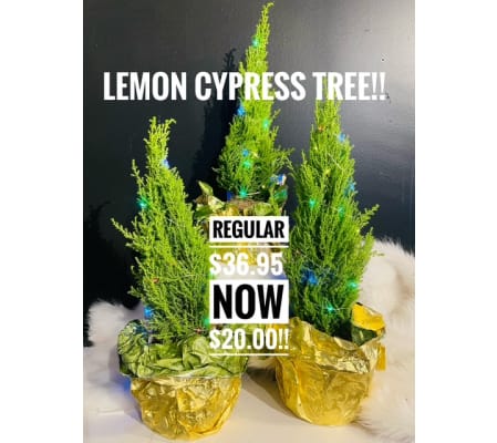 Lemon Scented Cypress Tree ON SALE!!!