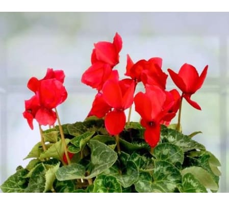 Red Cyclamen Plant