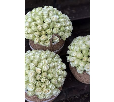 White roses with a green tint