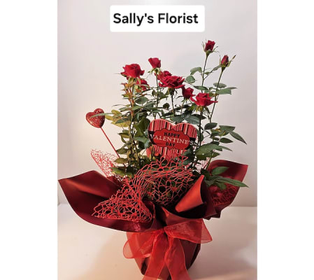 Sally's Valentine Spray Roses Plant