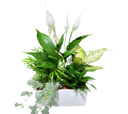 White Rectangular Ceramic Planter