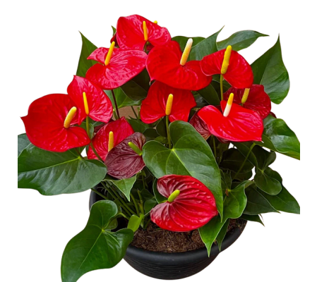 Bold and Beautiful Anthurium Bowl