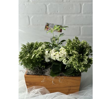 Tropical planter in Wooden Box