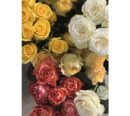 Designers Choice - Dozen Colored Roses
