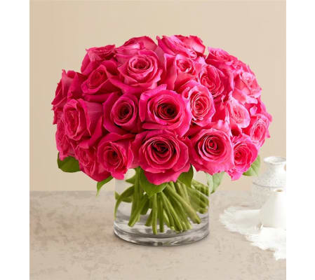 Hot Pink Sweet Roses