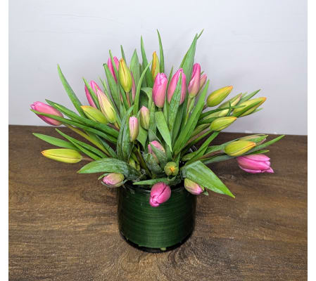 Springtime Tulips