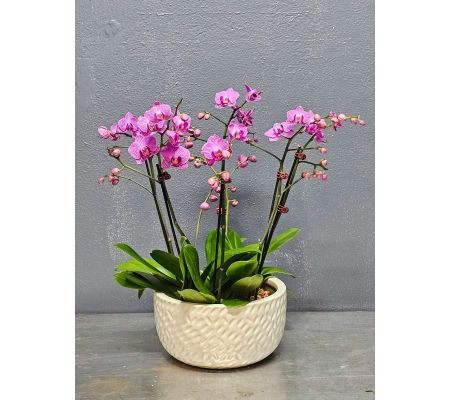 The Farmer's Petite Orchid Harmony