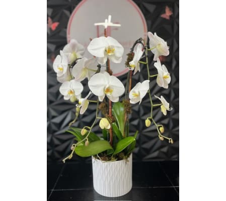 Tranquil Orchid Dream