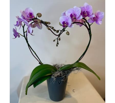 Orchid Love!