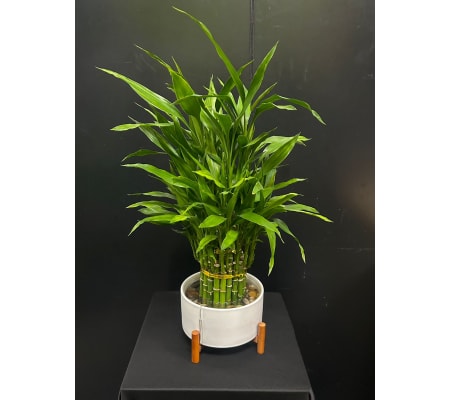 Marivel's Serene Bamboo