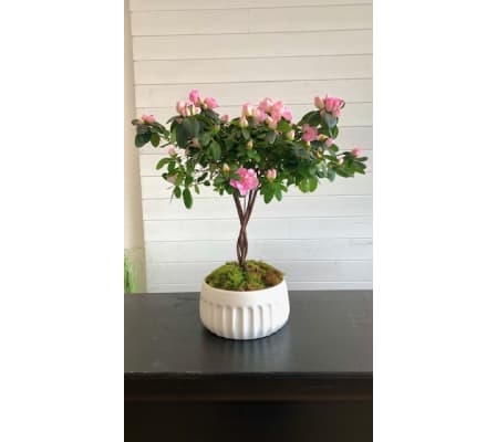 Pink Azalea Tree in Ceramic