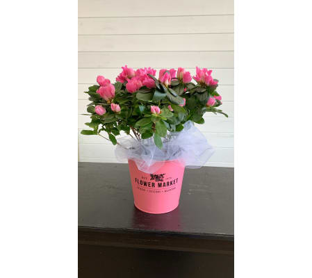 Blushing Pink Azalea in Flower Market Tin