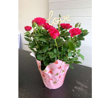 Love in Bloom – Pink Spray Rose Plant
