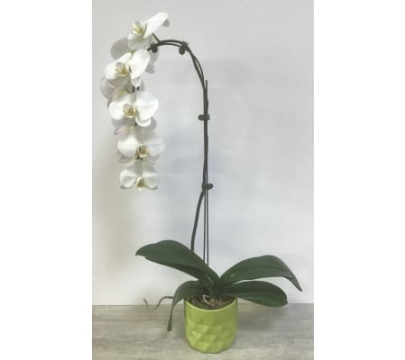 Cascading orchid