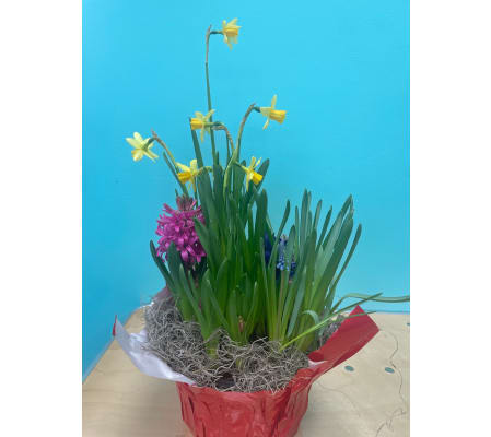 Daffodil, Hyacinth and Muscari