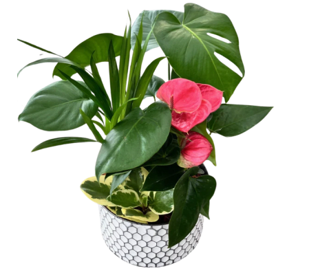 Monstera Mix in a Honeycomb Tin pot