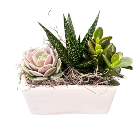 Small White Rectangular Succulent Planter