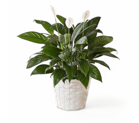 Classic Peace Lily Plant