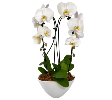 Large Eillen Double Cascading Orchid