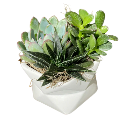 Geometric White Succulent Planter