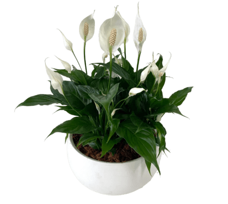 XL Peace Lily Bowl