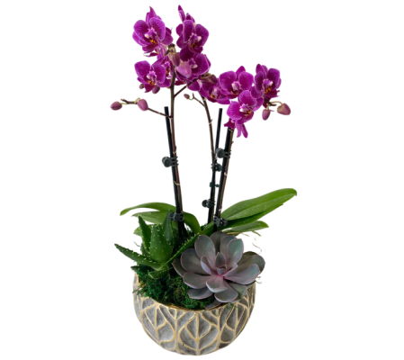 Gold Leaf Grey Orchid succulents