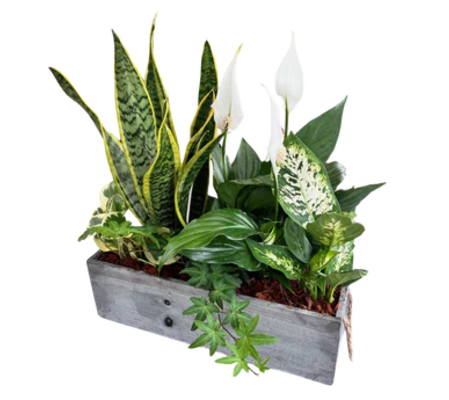 Giant white planter with Orchid 