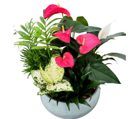 XL Blue mist Anthurium Planter