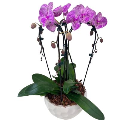 Cascading Orchid Planter - Purple