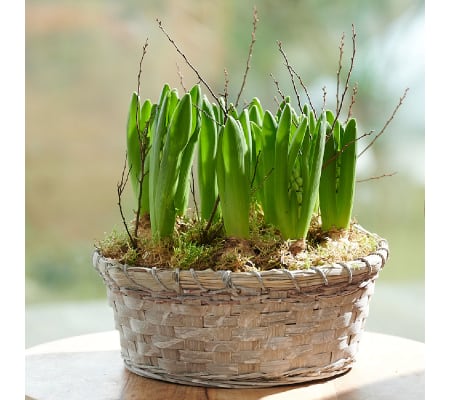 Hyacinth Bulb Pot
